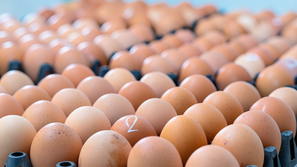 Primer plano de numerosos huevos marrones colocados en cartones de embalaje, con uno de ellos marcado con el número 2.